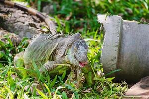 rinoceronte iguana nel il natura foto