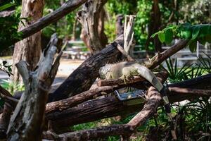 rinoceronte iguana nel il natura foto