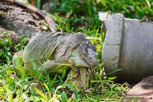 rinoceronte iguana nel il natura foto