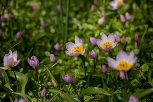 bellissimo colorato tulipani Tulipa saxatilis nel un' letto di fiori. estate campo di fiori, giardinaggio e floristica. selettivo messa a fuoco. foto