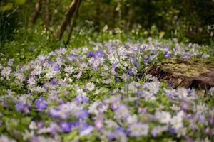 blu e bianca greco inverno fiori di vento, balcanico anemone blanda. estate campo di fiori, giardinaggio e floristica. selettivo messa a fuoco. foto