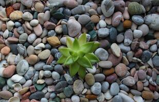 un' solitario germoglio pause attraverso il roccioso terra superiore Visualizza concetto foto per sfondi