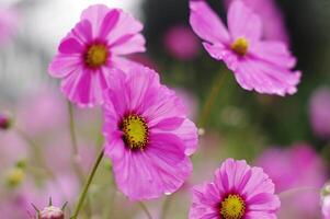 rosa cosmo fiori su un' verde sfocato sfondo. Là siamo tracce di acqua goccioline. foto