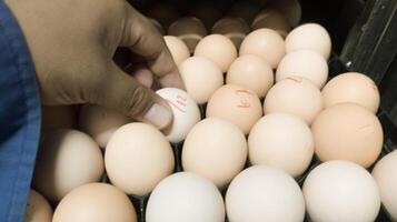 il qualità controllo fare qualità dai un'occhiata per tratteggio uova su il incubazione macchina camera. foto