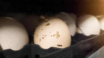 il esplodere uova su il vassoio carrello.il uovo esplode nel il vassoio perché di batteri o fungo quello accedere il guscio d'uovo. uova esplodere perché essi siamo esposto per batteri. foto