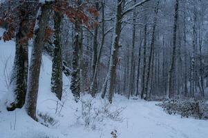 un' norvegese foresta dopo un' dicembre neve tempesta. foto