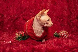 concetto di capodanno e natale. gatto calvo della razza sphynx in vestiti a casa su una coperta.