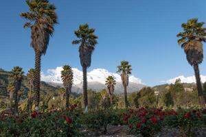 rosa giardino nel il cittadina di Yungay, huaraz, Perù e nel il sfondo il snow-capped huascaran. foto