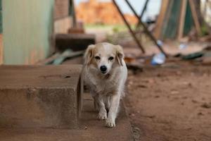 cane domestico in una fattoria foto