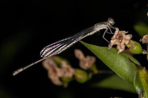 libellula adulta dalle ali strette