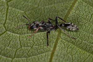 formica rossa adulta del ramoscello foto