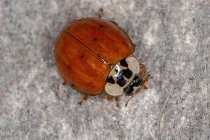 scarabeo adulto asiatico