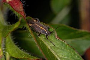 cimice della pianta adulta foto