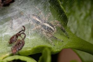 ragno pantropicale maschio che salta