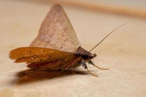 falena brasiliana underwing foto