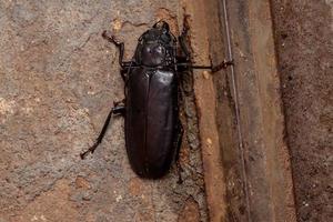 scarabeo prionide brasiliano foto
