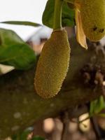 albero di jackfruit coltivato foto