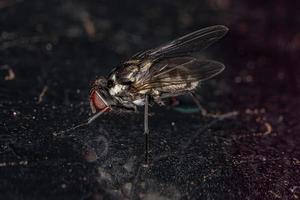 mosca muscoide adulta foto