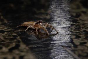 ragno saltatore brasiliano foto