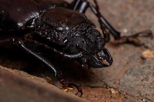 scarabeo prionide brasiliano foto