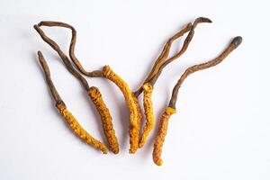 cordyceps o ofiocordyceps sinensis fungo erba è fungo per Usato come medicina su bianca sfondo con ritaglio sentiero. foto