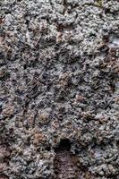 struttura del lichene comune