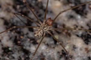 ragno da cantina dal corpo corto maschio adulto