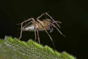 ragno lince striato maschio foto