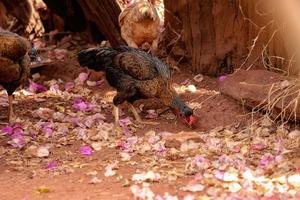 pollo animale domestico foto