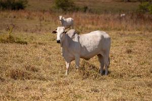 mucca adulta in una fattoria foto