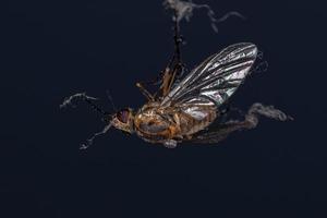 mosca dell'ape adulta foto