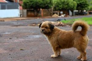 cane domestico marrone foto