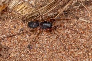 ragno con sacco mimico formica foto