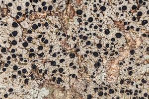struttura del lichene comune