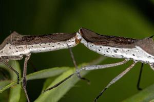 accoppiamento di insetti dalle zampe adulte foto