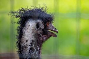 emu il secondo uccello vivente più grande foto