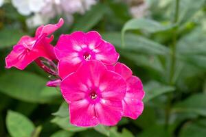 fioritura phlox paniculata fiori nel il giardino, polemoniacee foto