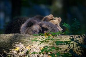 cucciolo di cucciolo di orso bruno selvaggio nella foresta autunnale. animale in habitat naturale foto