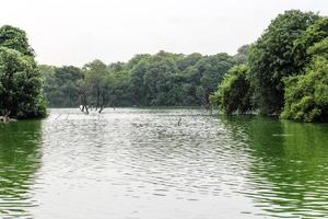 lago, natura, india, stagno, acqua, foresta foto