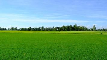 il bordo del campo ha una piccola foresta di alberi. foto