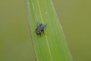 mosca di carne adulta foto