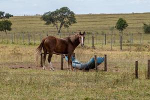 cavallo in una fattoria brasiliana foto