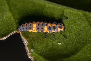 larve di coleottero senza macchia