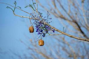 albero di jacaranda blu foto