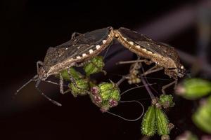 insetti adulti dai piedi di foglia foto