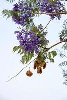 albero di jacaranda blu foto