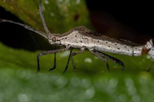accoppiamento di insetti dalle zampe adulte foto