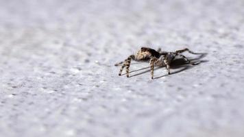 ragno che salta dal muro grigio foto