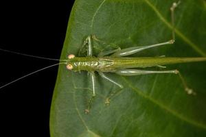 adulto tranquillo chiamata katydid