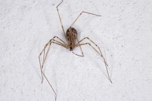 ragno brasiliano della cantina foto